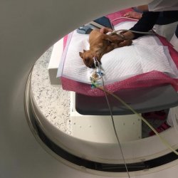 Darwinek během CT vyšetření