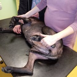 Na veterině