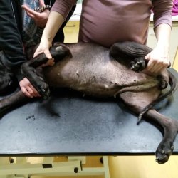 Vyšetření na veterině