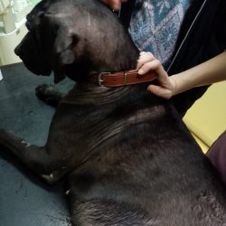 Na veterině