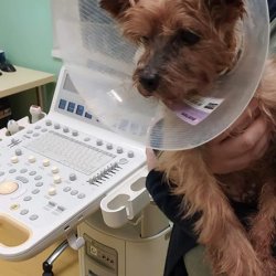 Lio na veterině s límcem