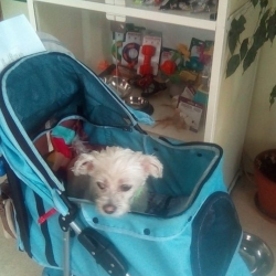 Etynka na veterině s dočaskářkou 