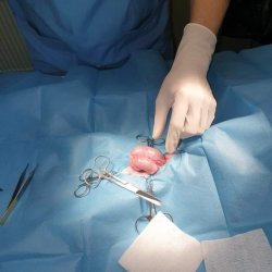 Miňonka a její kastrace 