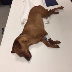 Kiwinka před vyšetřením na veterině