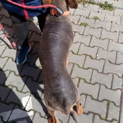 Jack s kožními problémy