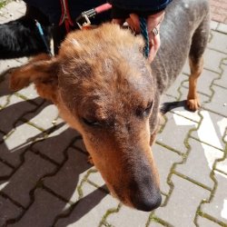 Jack s kožními problémy