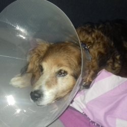 Linda probouzející se po anestézii