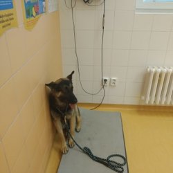 Bojar na veterině dne 4.5.2020