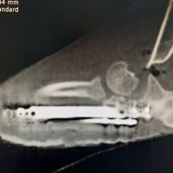 RTG snímek končetina Rozárka