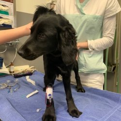 Rozárka na veterině