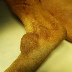 Nádorové změny na končetině