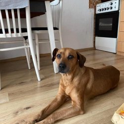 Daneček v dočasné péči