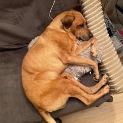 Odpočívající Daneček