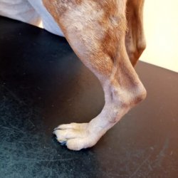 Hojení rány po operaci 