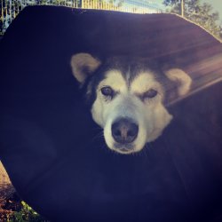 Luna po operaci s límcem