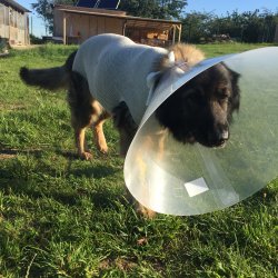 Afra po operaci v útulku Voříškov