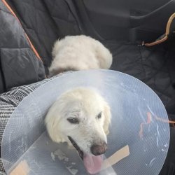 S tetou z dočasek na cestě