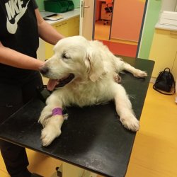 Neroušek na veterině