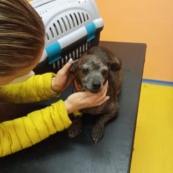 Březinka na veterině