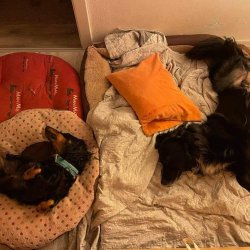 Odpočívající Dyk