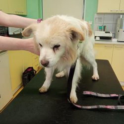 Ferdinand na veterině