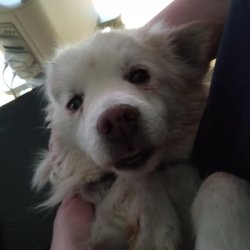 Ferdinand na veterině