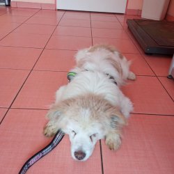 Ferdinand na veterině