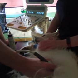 Ferdinand na veterině