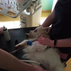 Ferdinand na veterině