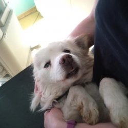 Ferdinand na veterině