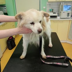 Ferdinand na veterině