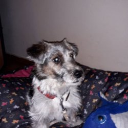 Oggy