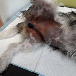 Oggy na veterině