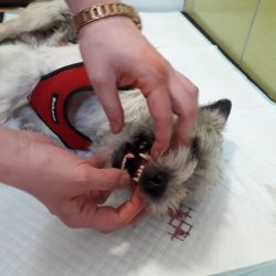 Oggy na veterině