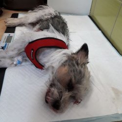Oggy na veterině