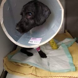 Filipa na veterině