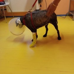 Filipa na veterině