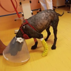 Filipa na veterině