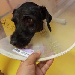 Filipa na veterině