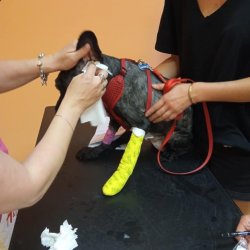 Filipa na veterině