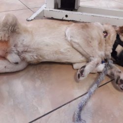 Myšák bojovník - na veterině