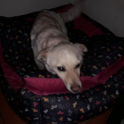 Klea z romské osady