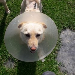 Klea z romské osady