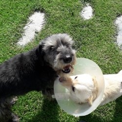 Klea z romské osady