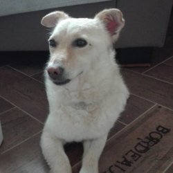 Klea z romské osady