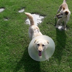 Klea z romské osady