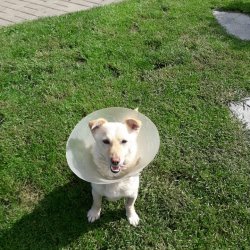 Klea z romské osady