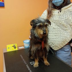 Bobinka na veterině