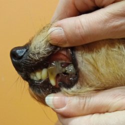 Bobinka a její zubní kámen