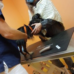 Bobinka na veterině